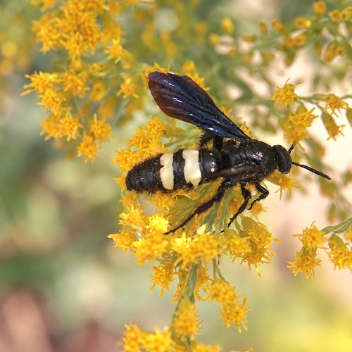 Double-banded Scoliid Wasp photo 5