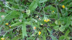 Anthyllis circinnata