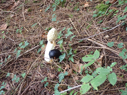 common stinkhorn