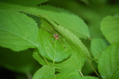 Leiobunum ventricosum