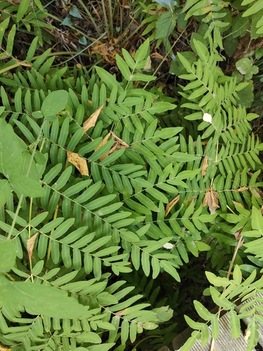 European royal fern