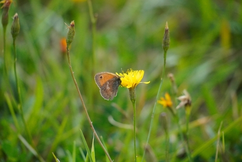 Small Heath