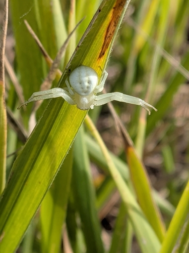 Goldenrod Crab Spider