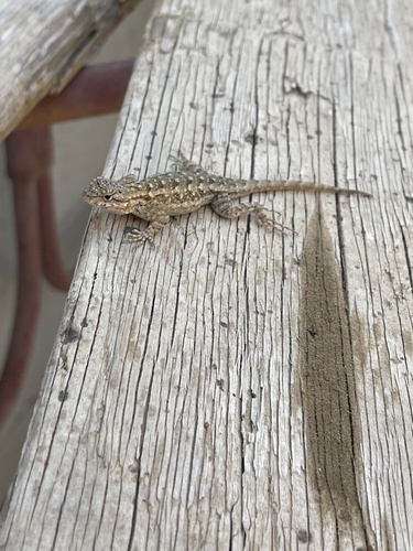 Western Fence Lizard