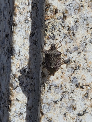 Brown Marmorated Stink Bug