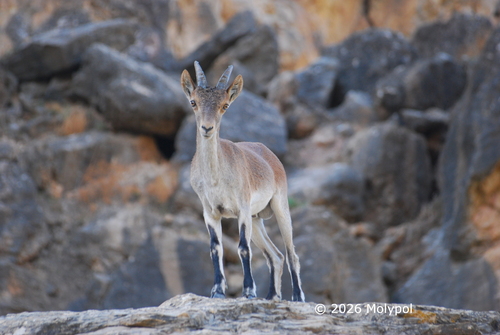Iberian Ibex