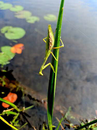 Carolina Mantis