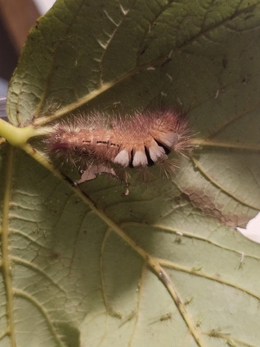 Pale Tussock Moth