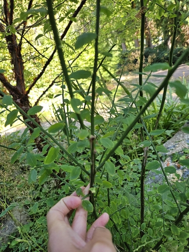 Red Huckleberry