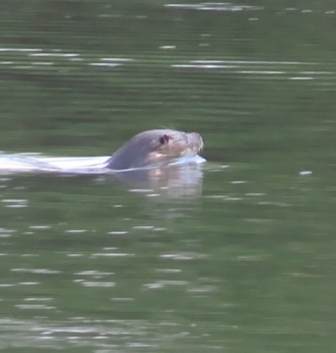 Eurasian Otter