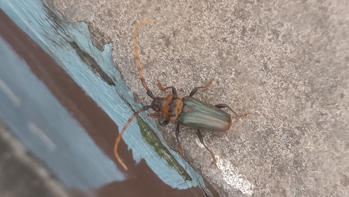 Retrachydes thoracicus