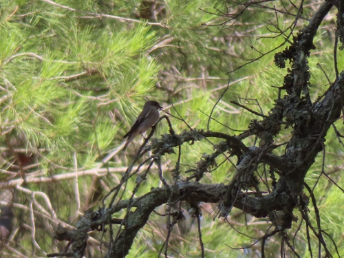 European Pied Flycatcher