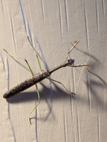 Carolina Mantis