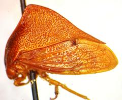 Cymbomorpha