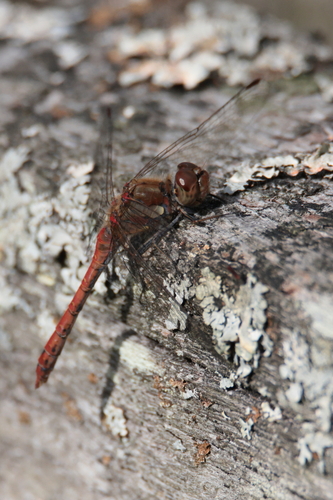 Common Darter