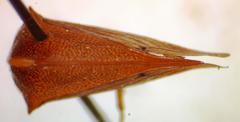 Cymbomorpha