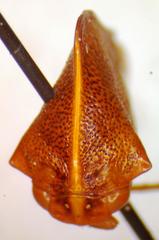 Cymbomorpha