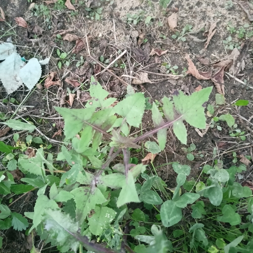 Common Sow-thistle