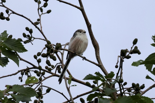 Long-tailed Tit