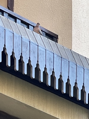 Laughing Dove