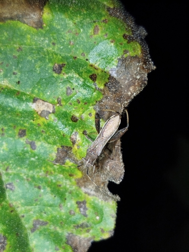 Camptopus lateralis
