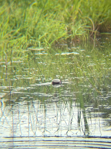 Painted Turtle