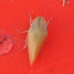 Xerophloea majesta
