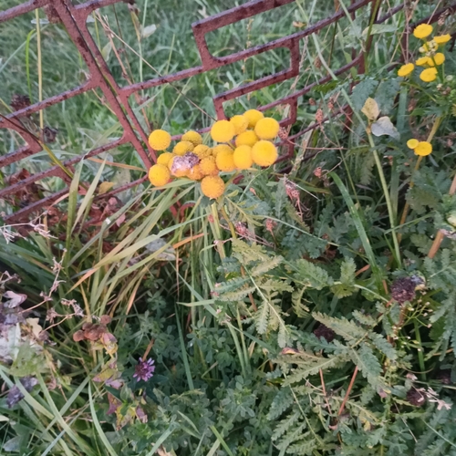 tansy