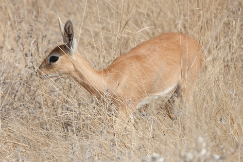 Steenbok