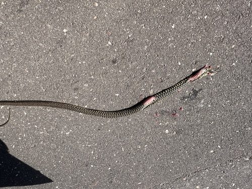 Green Whip Snake