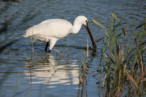 Eurasian Spoonbill