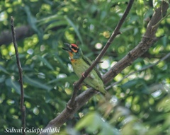 Psilopogon rubricapillus