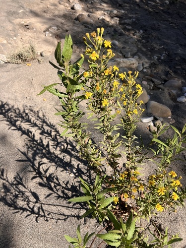 false yellowhead