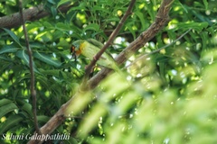 Psilopogon rubricapillus