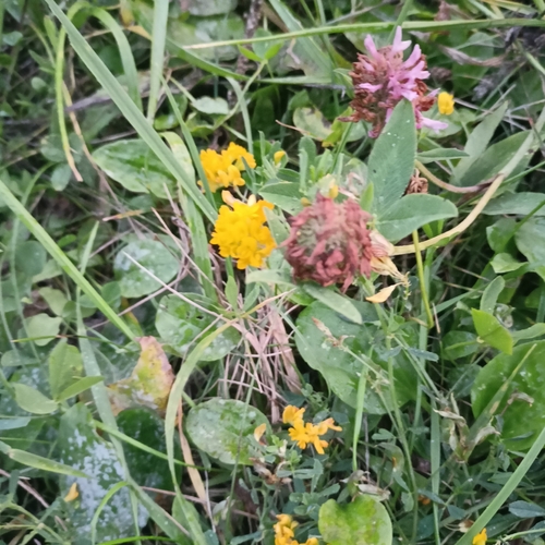sickle alfalfa