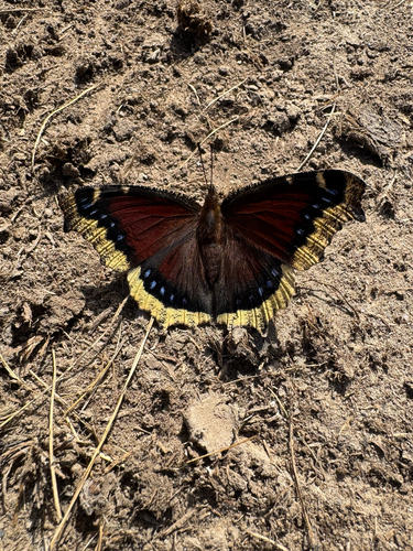 Mourning Cloak