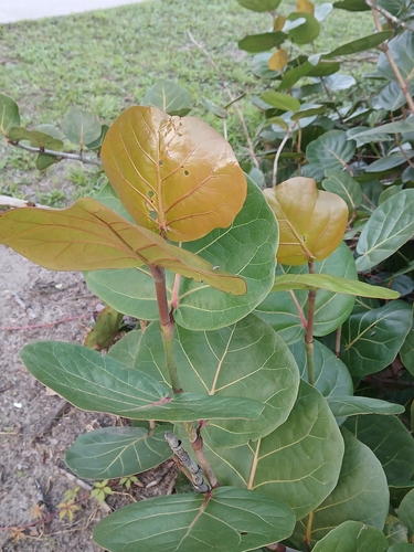 Coccoloba uvifera, photograph 2