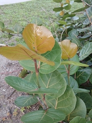 Coccoloba uvifera, photograph (c) xanderferret, some rights reserved (CC BY)