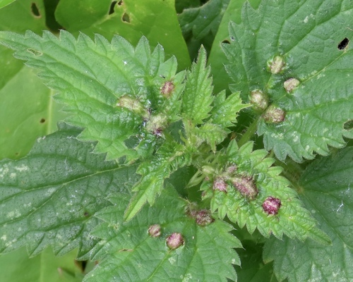 Nettle Pouch Gall Midge