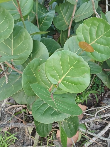 Coccoloba uvifera, photograph 3