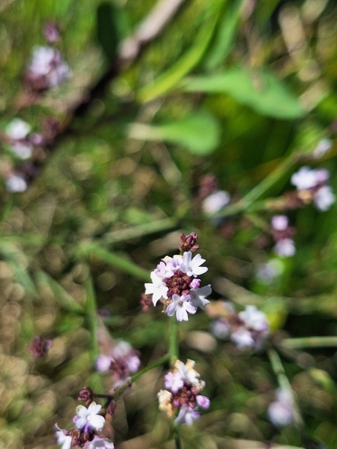 Verbena montevidensis
