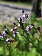 Verbena montevidensis, photograph (c) Rocío Esmeralda Pose, some rights reserved (CC BY)