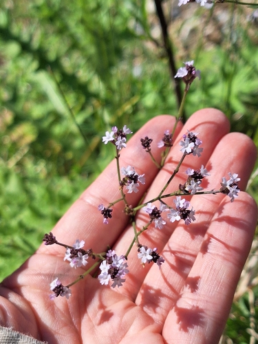 Verbena montevidensis, photograph 3