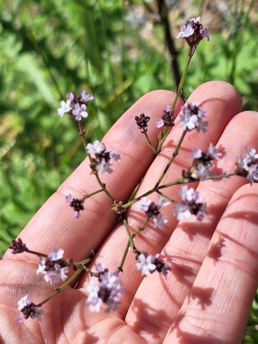 Verbena montevidensis, photograph 4