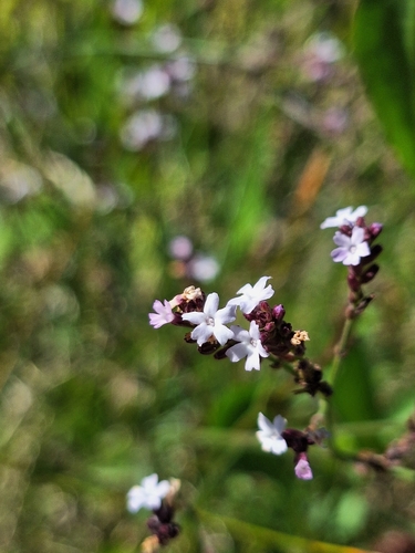 Verbena montevidensis, photograph 5