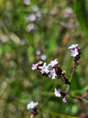 Verbena montevidensis, photograph (c) Rocío Esmeralda Pose, some rights reserved (CC BY)