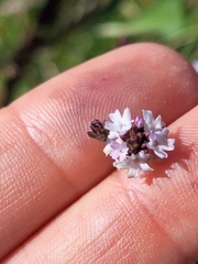 Verbena montevidensis, photograph (c) Rocío Esmeralda Pose, some rights reserved (CC BY)