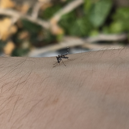 Asian Tiger Mosquito