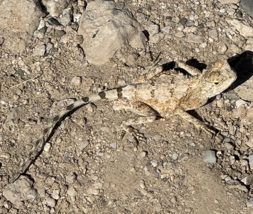 Anchieta's Agama