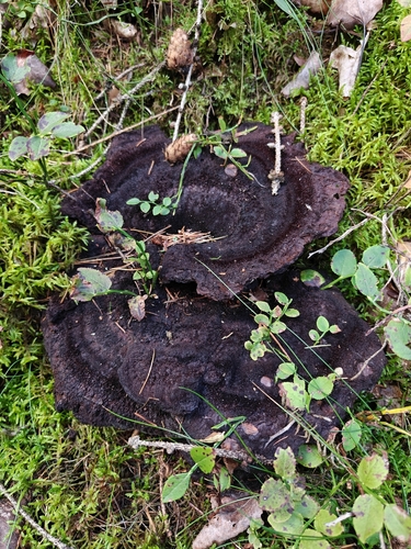 European Dyer's Polypore